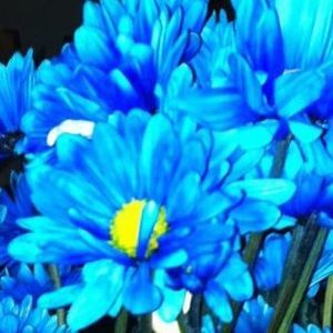 Meet your Posher, Carla